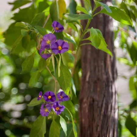 With Parking Space - 8817 Apartamento *